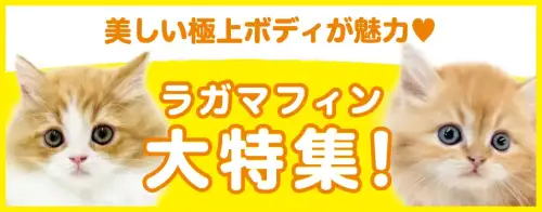 特集猫ラガマフィン