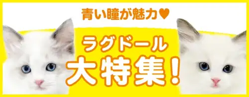 特集猫ラグドール