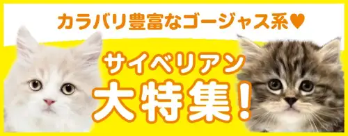 特集猫サイベリアン