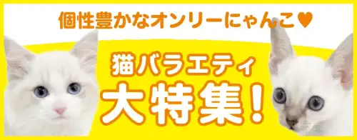 特集猫バラエティ