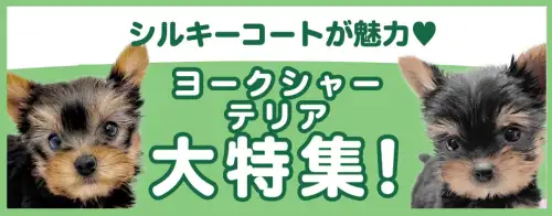 特集犬ヨークシャーテリア