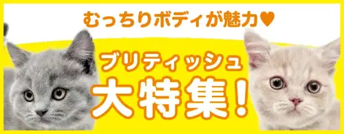 特集猫ブリティッシュ