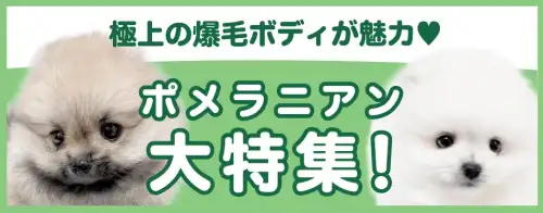 特集犬ポメラニアン