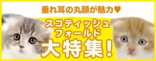 特集猫スコティッシュフォールド