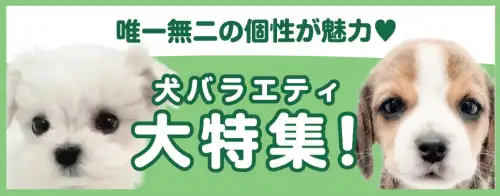 特集犬バラエティ