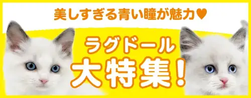 特集猫ラグドール
