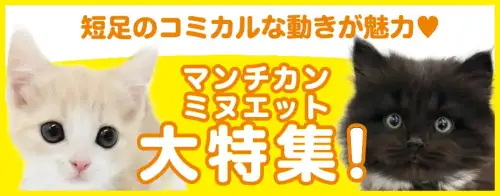特集猫マンチカン・ミヌエット