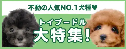 特集犬トイプードル