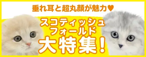 特集猫スコティッシュフォールド