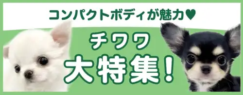 特集犬チワワ