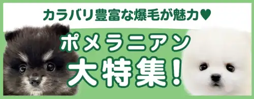 特集犬ポメラニアン