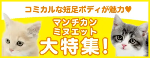 特集猫マンチカン・ミヌエット