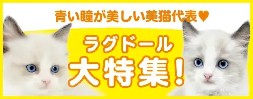 特集猫ラグドール