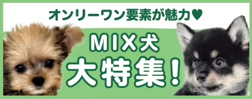 特集犬MIX