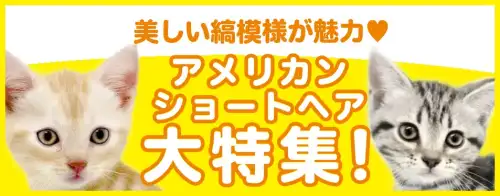特集猫アメリカンショートヘア