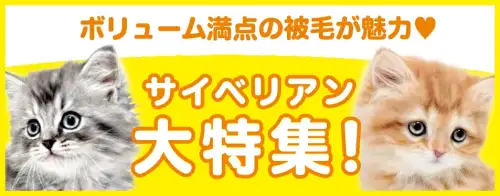 特集猫サイベリアン