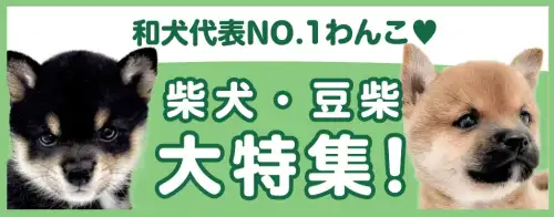 特集犬柴犬・豆柴