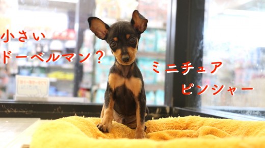 【ミニチュアピンシャー】元気いっぱいのちっちゃいドーベルマン?登場!:梅島店オススメベイビーNo.119047