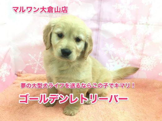 ゴールデンレトリバーがやってきた!夢の大型犬ライフをアナタに!!:【大倉山店No.6130541】