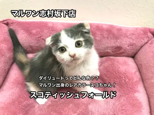 【スコティッシュ・フォールド】ダイリュートってどんな色？？マルワン出身のレアカラースコちゃん！：志村坂下店オススメベイビー！No.914279