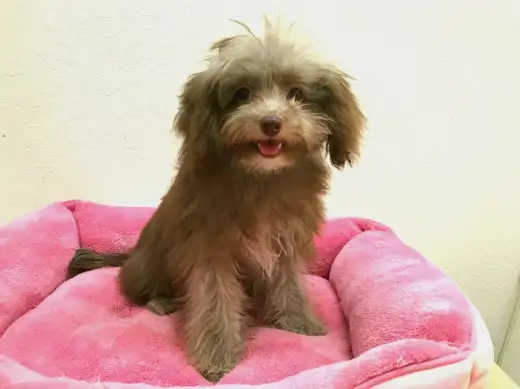 【チワプー（チワワ×トイ・プードル）】不思議な毛色！！踊る犬？！：志村坂下店No.914263