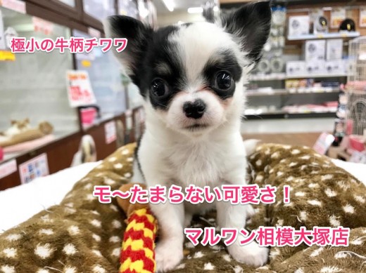 【牛柄のチワワ】極小で特別な模様のチワワがやってきた!通称「ウシチワワ」降臨!:マルワン相模大塚店PickupベイビーNo.814375