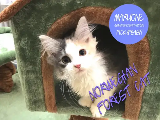 【ノルウェージャンF.C】レアカラー！カラフルな森の妖精！！：志村坂下店オススメベイビーNo.914296