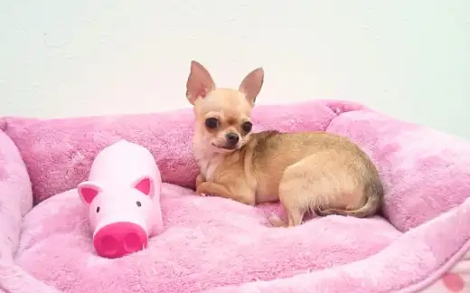 【スムース・チワワ】え！これが生後10ヶ月のワンちゃんなの！？奇跡の小さめチワワのご紹介！：志村坂下店Pickupベイビー！No.914245