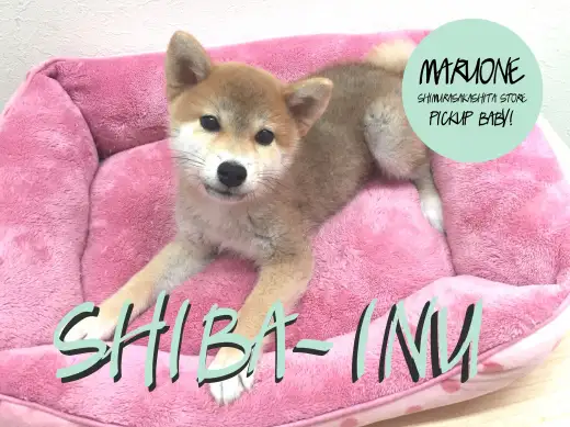 【柴犬】まゆげが凛々しい！表情豊かなスタイリッシュ柴くん！：志村坂下店PickupベイビーNo.914284