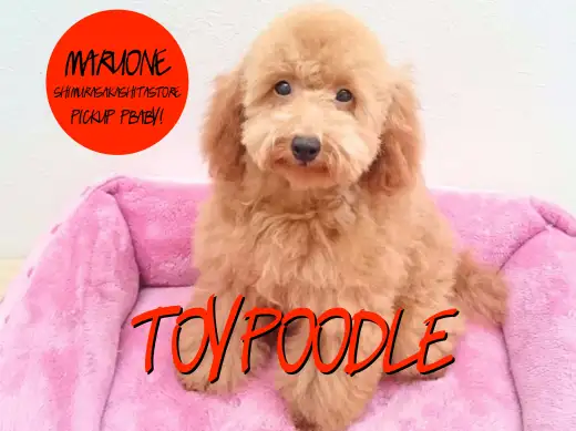 【トイ・プードル】動くテディベア！ダンスも出来ちゃうアイドルトイプーちゃん！！：志村坂下店PickupベイビーNo.914280