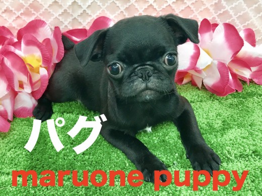 【黒パグ】ぶちゃ顔好きは見逃せない!周りを笑顔に変えるブラパグパワー!!梅島店オススメベイビー!No.119047