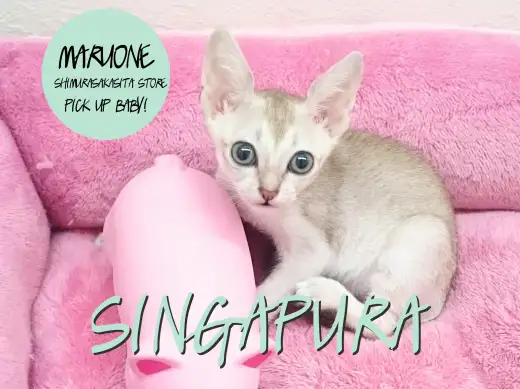 【シンガプーラ】超希少！！世界最小にゃんこ☆：志村坂下店PickupベイビーNo.914302