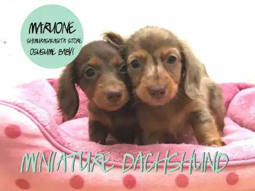 【ミニチュア・ダックスフント】スーパーチョコレートブラザーズ登場！：志村坂下店オススメベイビーNo.914304＆No.914305