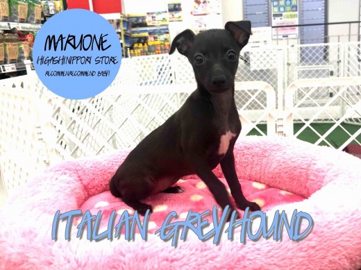 【イタリアングレーハウンド】ワンちゃん界のバンビ!躍動感が魅力のイタグレ登場!:東日暮里店オススメベイビー!No.014191