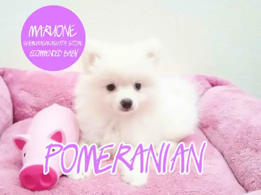 【ポメラニアン】都内で一番！まっ白ベイビーがやって来た！！：志村坂下店おすすめベイビーNo.914311