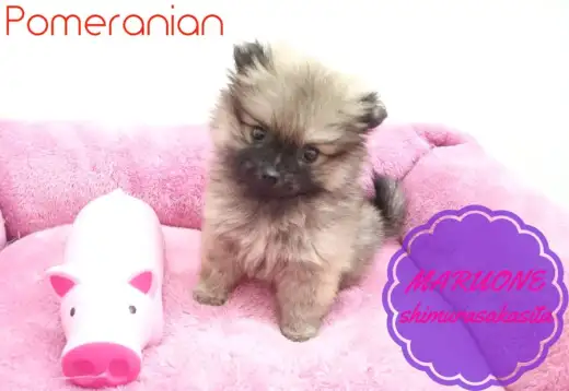 【ポメラニアン】美人度MAX！激かわタヌキぽめがやってきた！！：志村坂下店PickupベイビーNo.914326