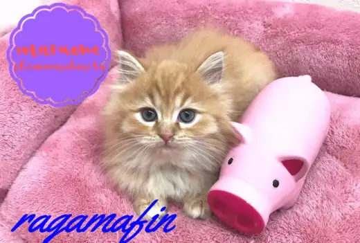 【ラガマフィン】ベビーピンクは癒しのカラー！肉球好きは必見です！：志村坂下店オススメベイビーNo.914322