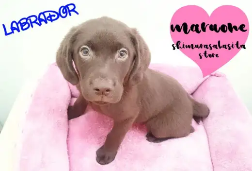 【ラブラドール】大きな身体には愛（LOVE）がいっぱい！ラブちゃんとの生活秘話も大公開！？：志村坂下店オススメベイビーNo.914325