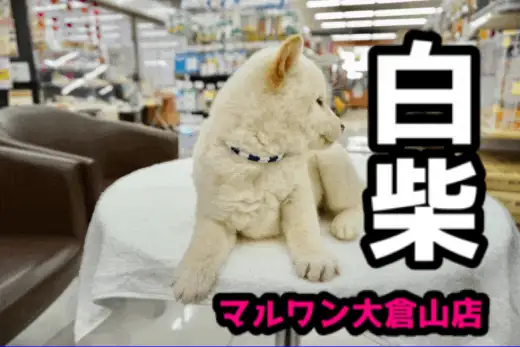 【白柴】12年に1度の戌年がやってきた!お正月らしい鏡餅ボディ♥二重まぶたの天使をレビュー!:大倉山店PICKUPベイビーNo.6130659