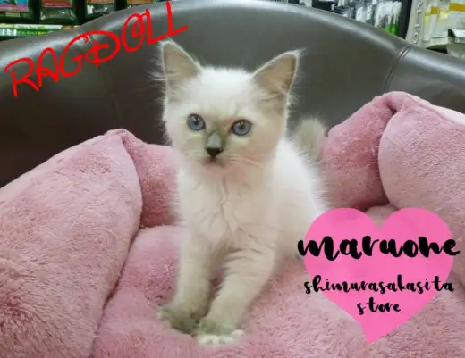 【ラグドール】抱っこしたいネコNo.1！！サファイアブルーの瞳を持ったベイビー登場！！：志村坂下店オススメベイビーNo.914341