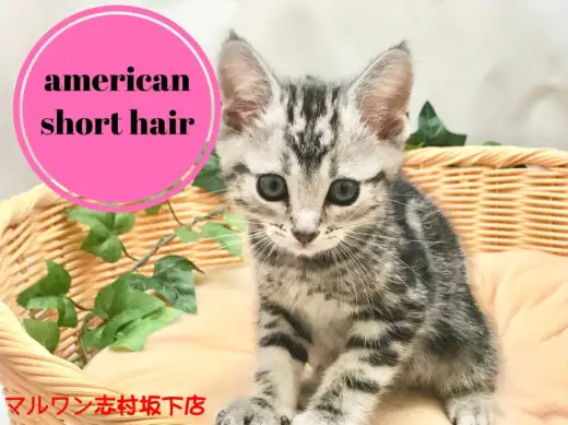 【アメリカンショートヘア】人懐っこい性格全開！正統派の美しすぎるシルバータビー！！：マルワン志村坂下店オススメベイビーNo.914345