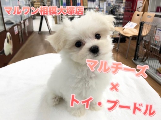 【MIX犬(マルプー)】マルチーズ×トイ・プードルのハイブリッド!オンリーワンのチャームポイントと今日からできるペットが心を開いてくれる方法を大公開♪:マルワン相模大塚店Pick UpベイビーNo.814457