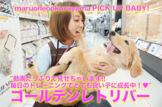 【ゴールデンレトリバー】楽しい動画たっぷりでレポート!!毎日のトレーニングでとても良い子に成長中♥:ペットショップマルワン大倉山店(横浜市港北区)|子犬情報!No.6130691