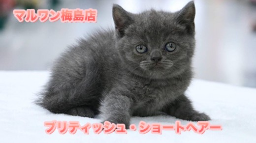 【ブリティッシュ・ショートヘア】高級感漂う深いブルーの被毛はアメジスト級!都内イチの二重アゴがたまらない♥:ペットショップマルワン梅島店(東京都足立区)子猫情No.119108