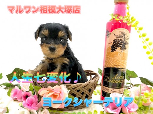 【小さめヨークシャーテリア】HP掲載前に特別公開!人生で7回毛色が変わるけど飼い主さんへの愛は永遠よ♪可愛い顔アップ写真を要チェック!:ペットショップマルワン相模大塚店|仔犬情報No.814472