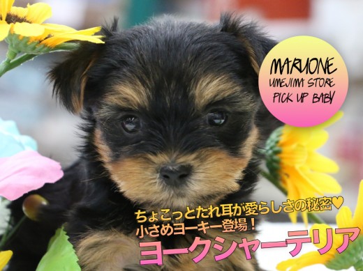【ヨークシャーテリア】ちょこっとたれ耳が愛らしさの秘密♥小さめヨーキー登場!:ペットショップ マルワン梅島店(東京都足立区)|子犬情報!No.119117