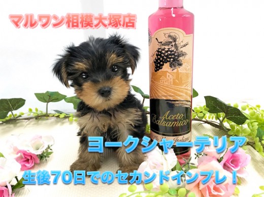 【ミニ・ヨークシャーテリア】生後70日で体重720g!赤ちゃんから仔犬へ成長の変化をセカンドインプレ♪:ペットショップマルワン相模大塚店(大和市)|仔犬情報No.814472