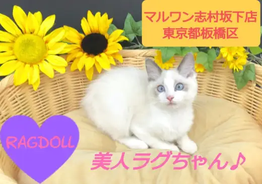 【 ラグドール 】抱っこしたい猫NO.1！ネコ界のマリリンモンローがやって来た！！：マルワン志村坂下店（東京都板橋区） 子猫情報！ No.914372