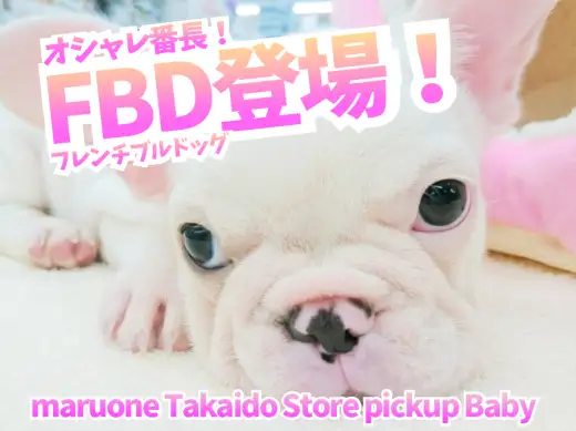 【希少！ フレンチブルドッグ  】鼻ぺちゃ界のファッショニスタ！最高のクリームコートとの生活のススメもご紹介！ ペットショップ マルワン高井戸店子犬情報！（ 東京都杉並区 ）NO.130057