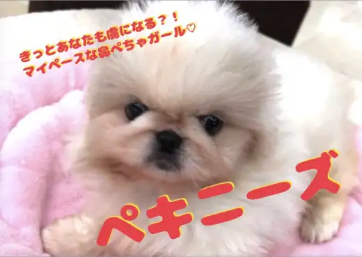 【 希少！ペキニーズ 】きっとあなたも虜になる？！マイペースな鼻ぺちゃガール登場♡NO.130062